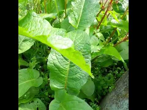 #Zelje za Prolećne Sarmice@receptiizmojekuhinje4701