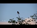 Veetla Visheshanga 1994 Title Bgm Malare Thendral Paadum 𝓜𝓪𝓮𝓼𝓽𝓻𝓸 Ilayaraja