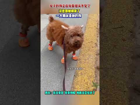 萌寵搞笑瞬間：狗狗被錯認為寵物，引發一場搞笑爭執