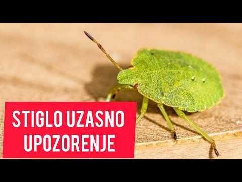 Spremite se! Kreće NAJEZDA smrdibuba! Bice PUNI stanovi