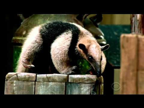 Survivor 30 Worlds Apart opening credits (SHORT) [HD]