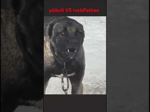 Kangal vs pitbull deadly fight 🦮🐕🔥 #viralshort #reels #viralreels #kangalvspitbull fights #viral￼