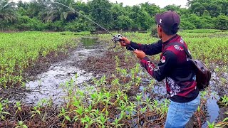 Download lagu NOT IN VAIN..! FINDING WATERS WHERE THE SNAPPUS FISH COLLECT || CASTING THE SNAPPUS RIGHT IN ITS ... mp3