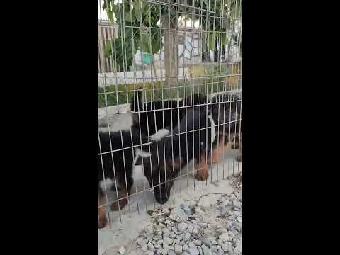 محل خریداری سگ فروشگاه سگ مهیار افضلی 091981066625