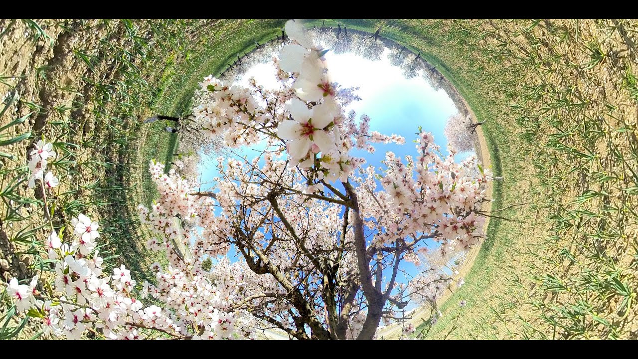 bahorining ilk kunlari