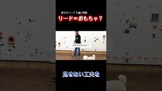 リードを噛む理由、これかも【犬のしつけ】