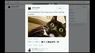 Curious Zelda - permanently shocked cat - face (UK) - ITV London News - 21st August 2018