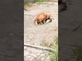 Fuck The Cat Ay Cat Catlover Sex Kucing Friday Happy