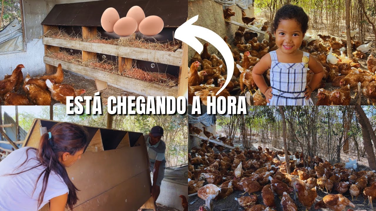Está chegando a hora de por os ninhos no galinheiro!