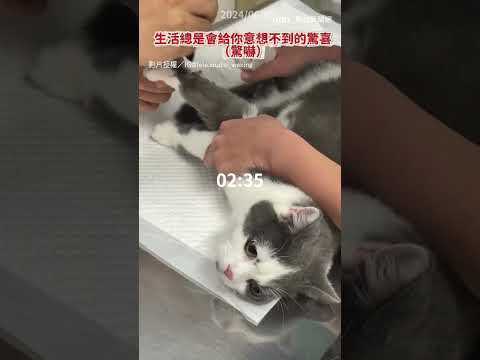 【神來一腳】奴才練習熱蠟除毛 超皮喵「神來一腳」結局悲劇｜貓｜熱蠟除毛