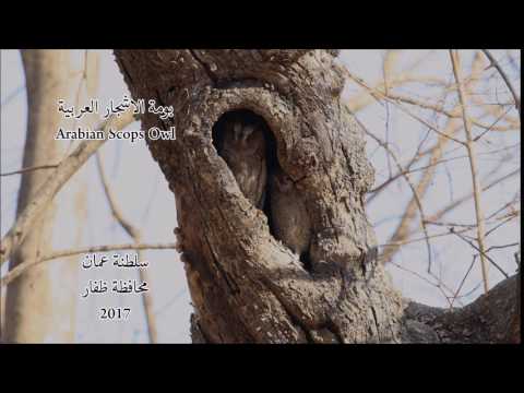 Otus pamelae Oman