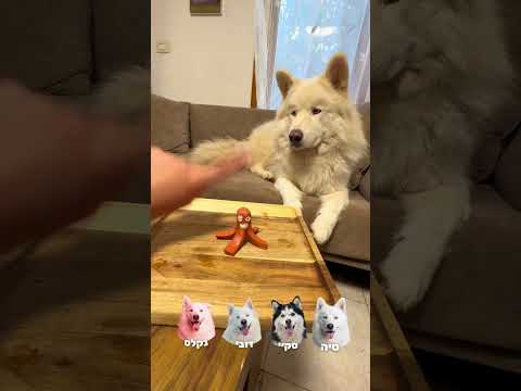 בואו נראה אם הכלבים שלי יצליחו להתאפק 😱