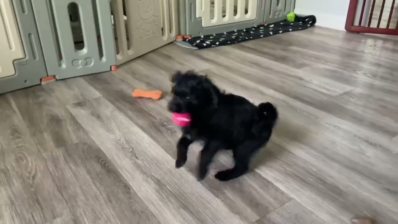 Enlarge Victoria (Tori), a ADOPTABLE mixed breed in Ellicott City, MD video 6/6