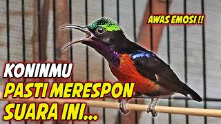 Download lagu KONIN GACOR FULL ISIAN ROLL TEMBAK MEWAH !! PANCINGAN KOLIBRI NINJA BAHAN AGAR CEPAT BUNYI ISIAN mp3 Download lagu KONIN GACOR FULL ISIAN ROLL TEMBAK MEWAH !! PANCINGAN KOLIBRI NINJA BAHAN AGAR CEPAT BUNYI ISIAN mp3