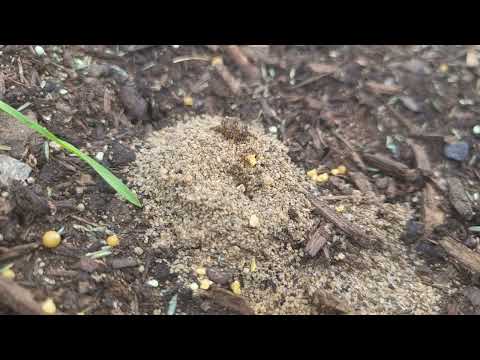 Ant Mounds in Front of Home in Martinsville, NJ