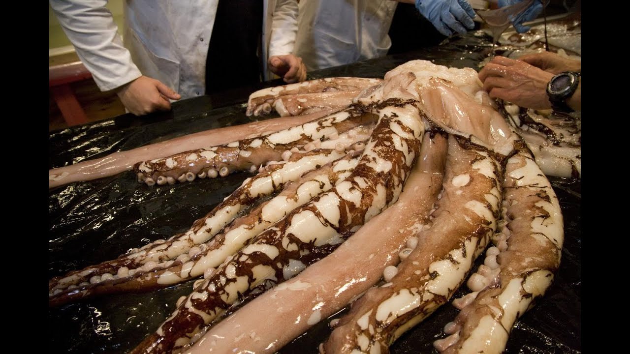 Science Live: Colossal Squid - YouTube