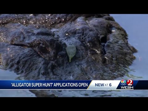 Florida's alligator hunting season gets new twist with first-of-its-kind super hunt permit