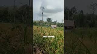 Download lagu RUMAH DI TALANG #rantaupanjang #tabir #merangin #jambi mp3