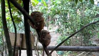 preview picture of video 'Mike and Tarsier Pt. 2 Big Matsing Small Matsing! (Monkey)'