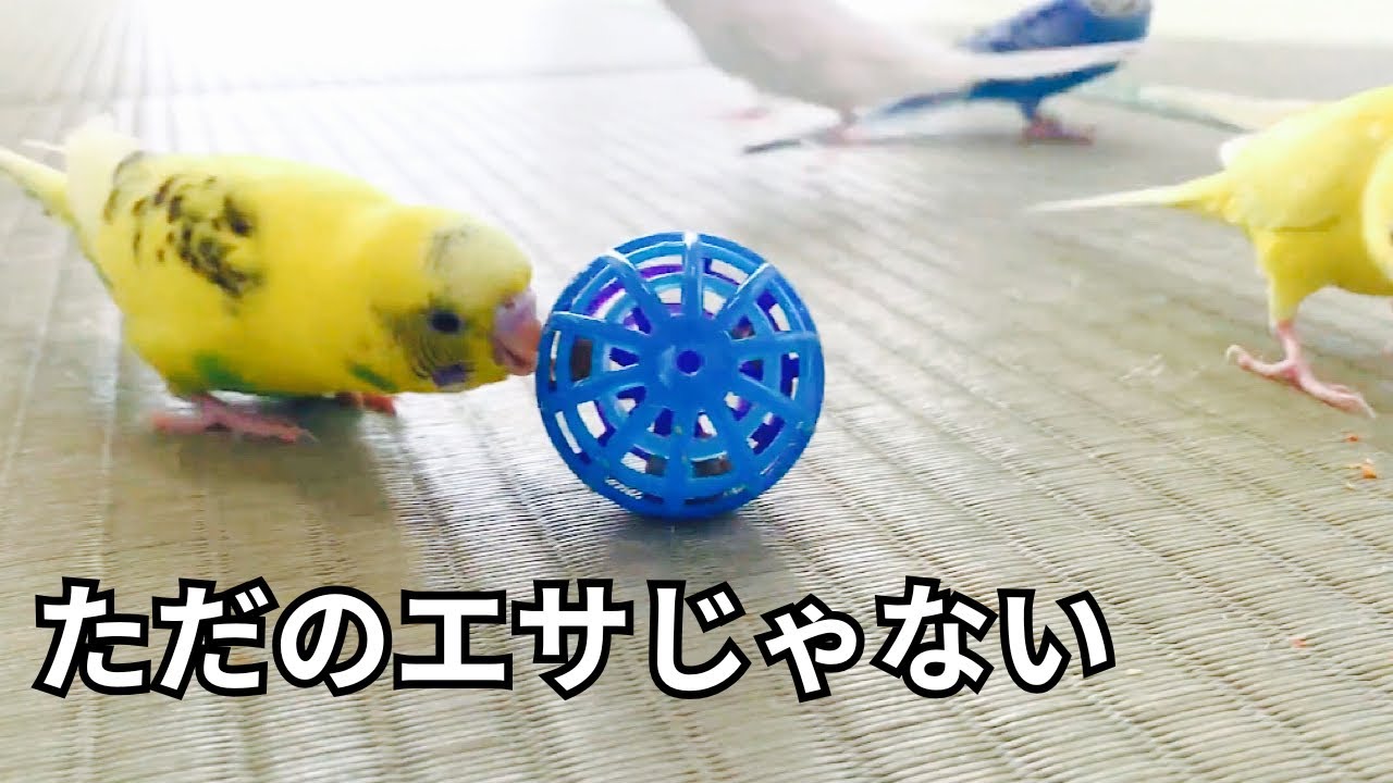 "ただのエサ”じゃない。インコのフォージングがすごい。