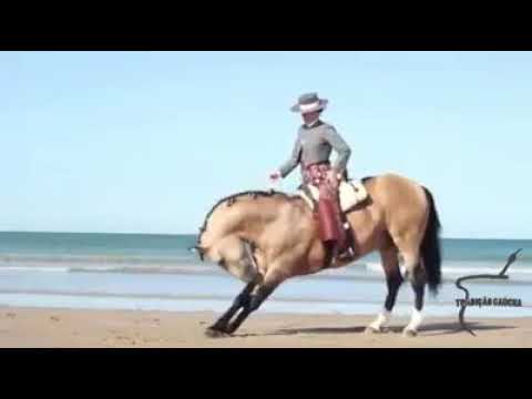 Mulheres - Porca Véia