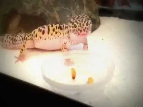Leopard Gecko Waxworm Feeding Time