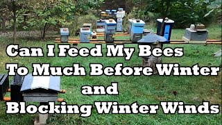 Can I Feed My Bees Too Much Before Winter & Blocking Winter Winds
