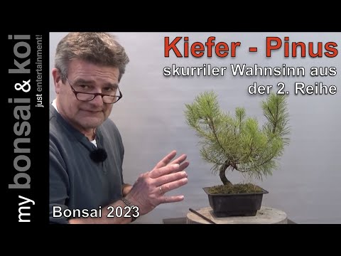 Bonsai 2023-5 - Kiefer - Pinus - skurriler Wahnsinn aus der 2. Reihe