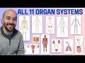 11 Organ Systems Of The Human Body Made Easy