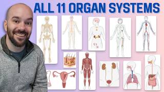 11 Organ Systems of the Human Body (Made Easy!)