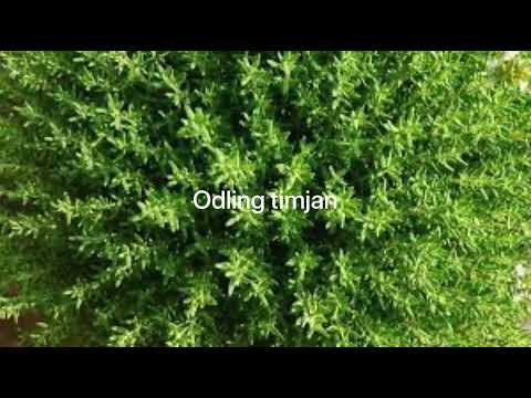 Odling timjan.