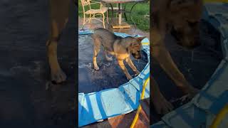 Video preview image #1 Mutt Puppy For Sale in Fenton, MO, USA