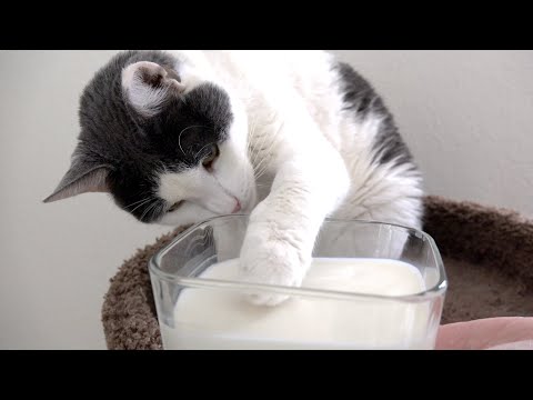 Cats That Don't Like Milk - YouTube