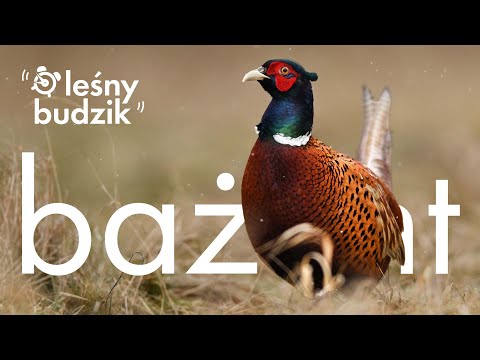 Leśny Budzik - Bażant