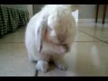 Petey Bunny cleaning himself 