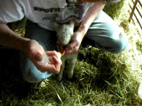 Lambing Live