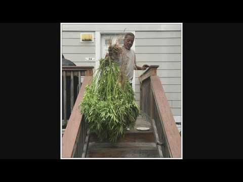 When you're pot plant is stolen, become a Maine weed detective