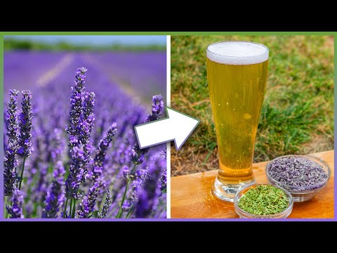 Using HERBS in Beer changed the way I brew [+Cream Ale Recipe]