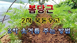 [텃밭농부 601]  봄당근 2차 북돋우고 웃거름 주는 방법. #당근재배