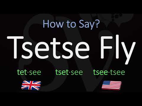 How to Pronounce Tsetse Fly? (CORRECTLY) 3 WAYS!