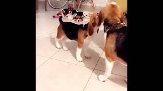 Beagle Puppies Videos