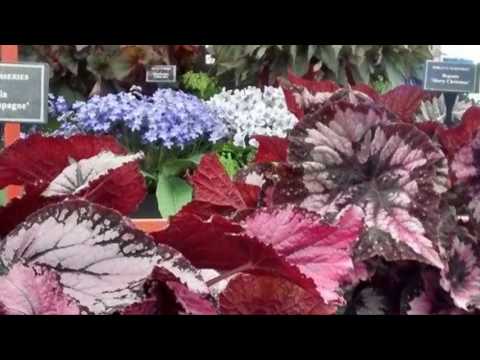 Dibleys at Chelsea Flower Show 2016