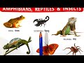 Insects Reptiles I Learn Names Of Insects Reptiles And Amphibians I Kids Videos I Addition Academy