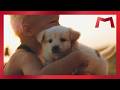 Barry Manilow - Sun Shine (Doggie Music Video)