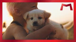 Barry Manilow - Sun Shine (Doggie Music Video)