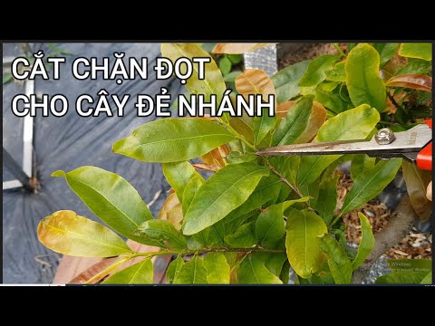 🔴 QBS23416 - CẮT CHẶN ĐỌT CHO CÂY MAI VÀNG MIỀN BẮC | CÁCH BÓN PHÂN CHO CÂY MAI VÀNG MIỀN BẮC NỞ HOA