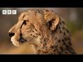Cheetah S Three Day Hunt For A Meal Big Cats 24 7 Series 2 BBC