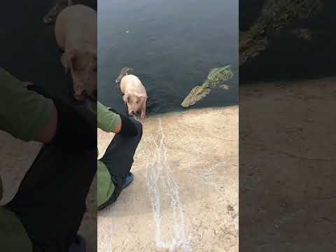 The fate of the pig #animals #trendingshorts #creature #nature #creaturelife #viralvideo #shorts