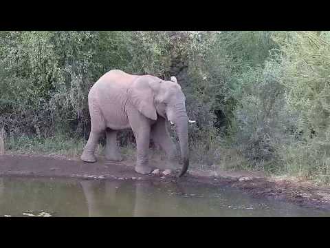 Kwa: Elephants - 06/23/19