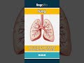 lung - a part inside your body that... video thumbnail